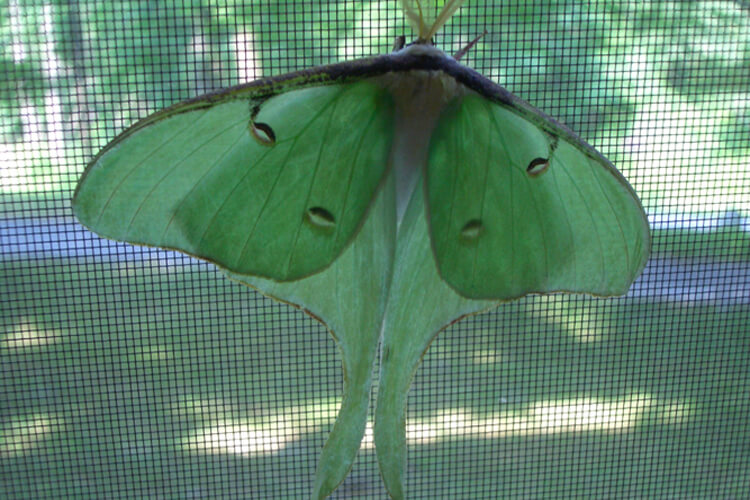 luna-moth-rr-blog Luna Moth