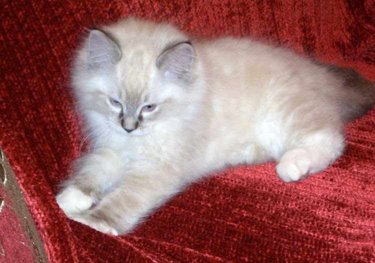 Ragdoll cat 10 weeks Michou