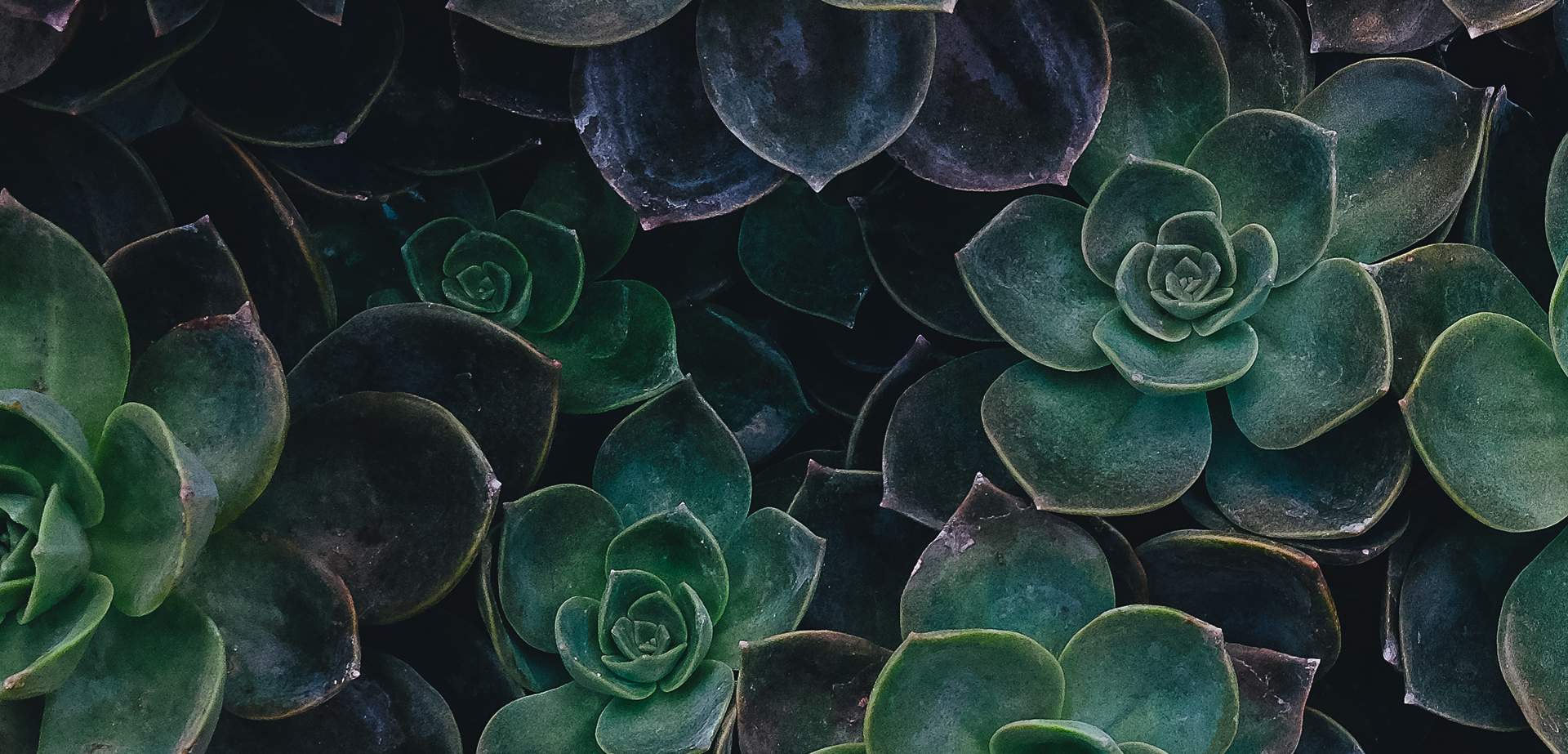 A photo by Annie Spratt. unsplash.com/photos/8mqOw4DBBSg