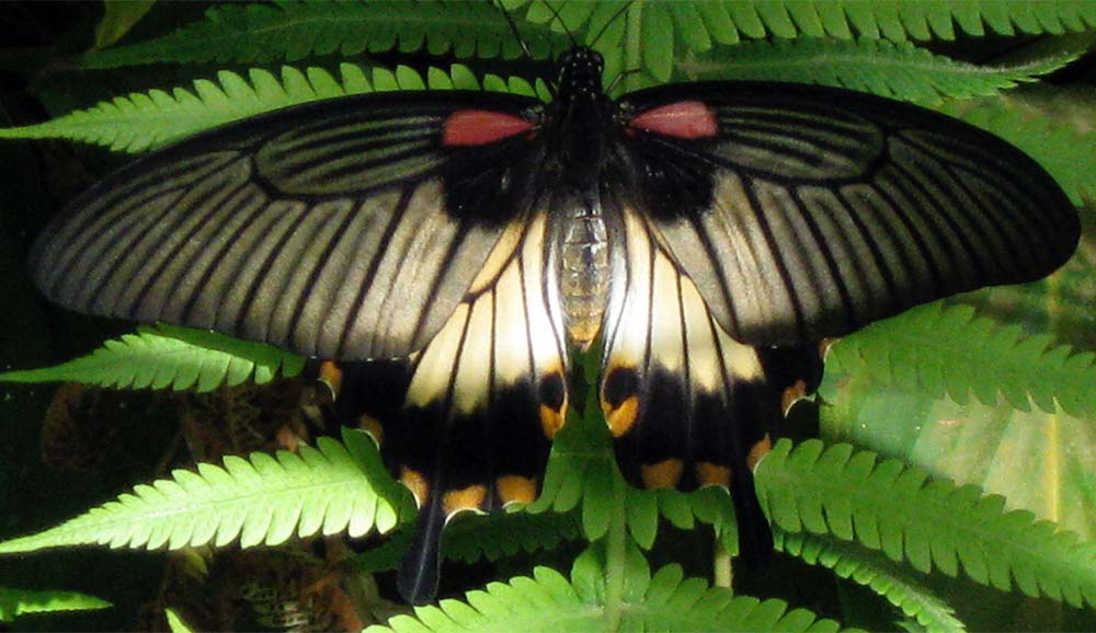 Butterfly-St.-Martin-web-1000