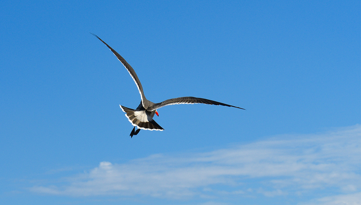 ralph-katieb-WDb_5qlwlzw-unsplash web copy