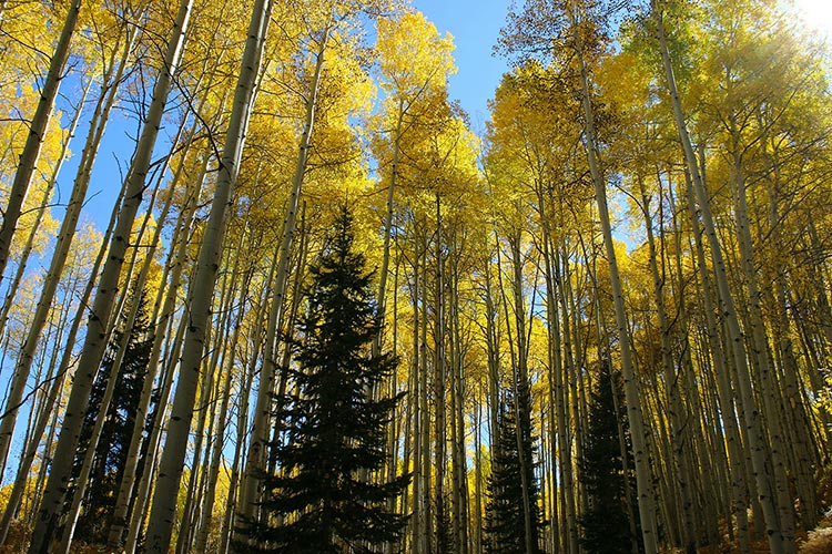 Navigating Dimensions and Thoughts on Loving-Kindness